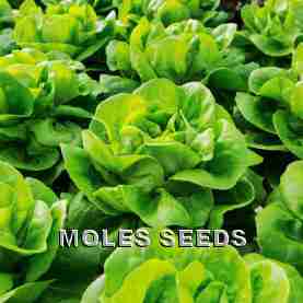 Lettuce Casey (split pills)