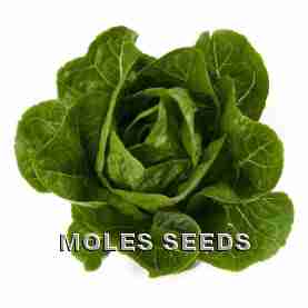 Lettuce Rafael (split pills)