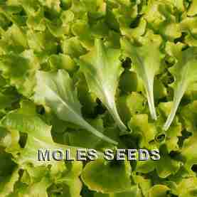 Lettuce Cassandra