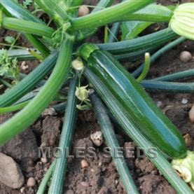 Courgette F1 Laria Cucurbita Pepo Var Cylindrica