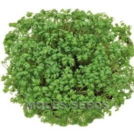 Cress Cresso