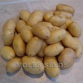 Potato Nicola (25Kg pack)