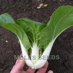 Oriental & Unusual Pak Choi Dwarf Canton White