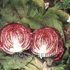 Radicchio Palla Rossa 3