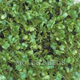 Sprouting Seed Salad Rape