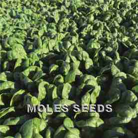 Spinach F1 Patton