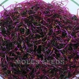 Sprouting Seed Beetroot