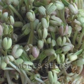 Sprouting Seed Mung Bean