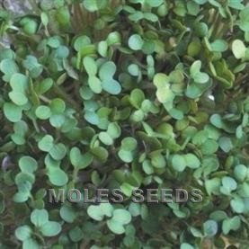 Sprouting Seed Mustard, White