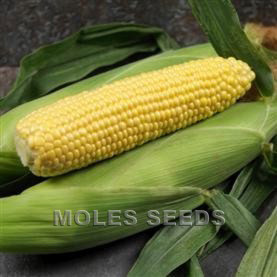 Sweetcorn F1 Golden Hind