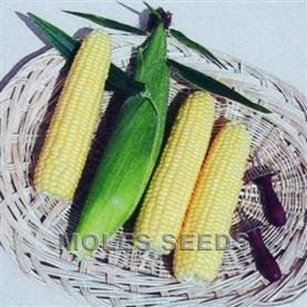 Sweetcorn F1 Earlibird