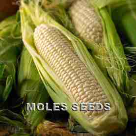 Sweetcorn F1 Amaize