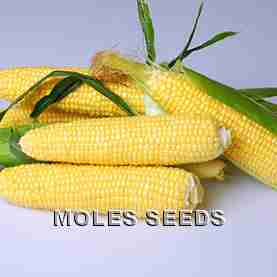 Sweetcorn F1 Prelude