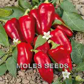 Sweet Pepper F1 Hami
