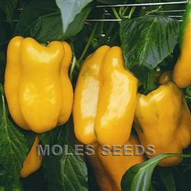 Sweet Pepper F1 Elfo