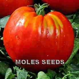 Tomato Cour Di Bue