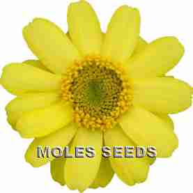 Zinnia F1 Profusion Lemon