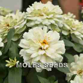 Zinnia F1 Profusion Double White Improved